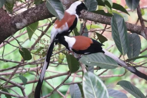 birds