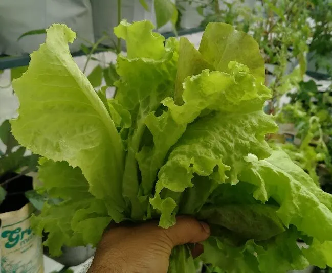 Go Green